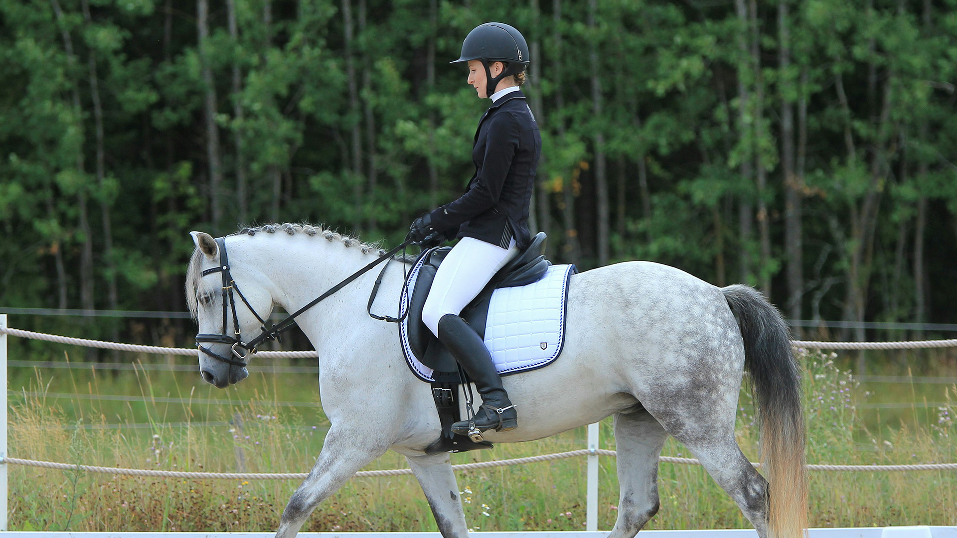 #1169 Horse image PPT Wide_